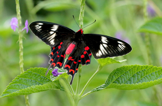 Butterfly park belvai